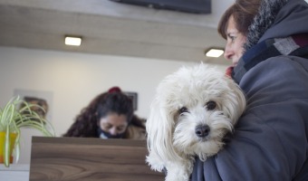CAMPAA DE VACUNACIN ANTIRRBICA EN LOS BARRIOS